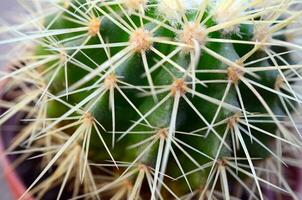 cactus aghi nel un' pentola su un' grigio sfondo. foto