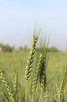 campi di grano bianco foto