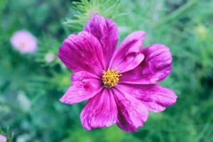 primo piano naturale di bellissimi fiori viola e rosa foto