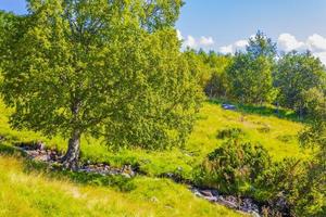 panorama del paesaggio di montagna e foresta alla giornata di sole vang norvegia foto