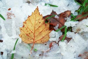 giallo betulla foglia dire bugie su il neve tra verde lungo erba e ghiaccio pezzi su più vecchio Marrone le foglie foto