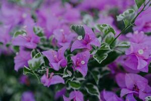 bellissimo fiore nel il giardino. sfocato sfondo. bouganville fiore natura per sfondo. foto