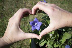 platycodon grandiflorus fiore amore concetto con cuore mano gesto foto