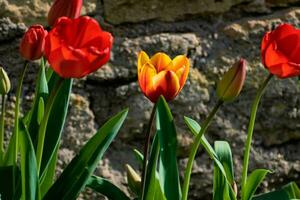 rosso tulipani nel il terra nel un' giardino a primavera foto