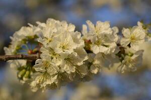 prunus avium fioritura ciliegia. ciliegia fiori su un' albero ramo foto