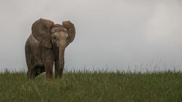elefante africano del cespuglio