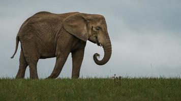 elefante africano del cespuglio