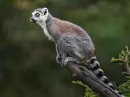 Lemure dalla coda ad anello foto