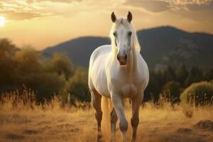 ai generato bianca cavallo o cavalla nel il montagne a tramonto. ai generato foto