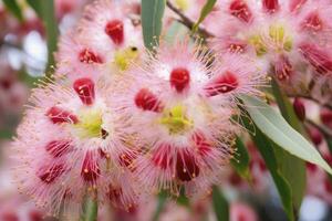 ai generato bellissimo gomma albero rosa fiori e mini cuffie. ai generato foto