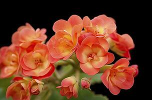 ai generato kalanchoe blossfeldiana. ai generato foto