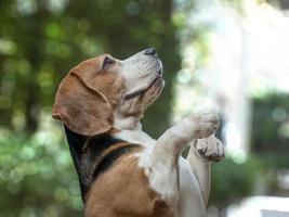 cane beagle in attesa di qualcosa da mangiare. foto