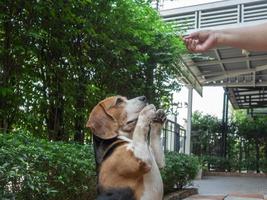 cane beagle in attesa di qualcosa da mangiare. foto