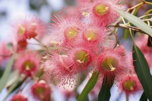 ai generato bellissimo gomma albero rosa fiori e mini cuffie. ai generato foto