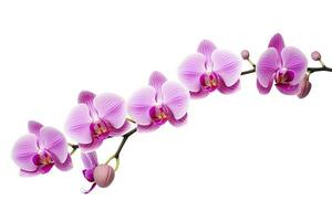 ai generato rosa orchidea isolato su bianca sfondo. ai generato foto