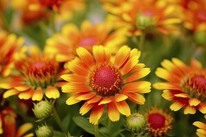 ai generato gaillardia o coperta fiore. luminosa e colorato occhiali da sole di caldo toni. ai generato foto