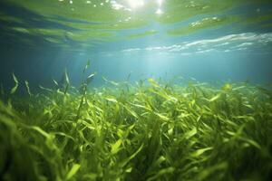 ai generato subacqueo Visualizza di un' gruppo di fondale marino con verde erba marina. ai generato foto