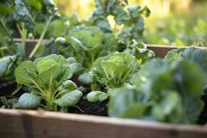 ai generato fresco biologico Bruxelles germogli in crescita nel il giardino. in crescita proprio frutta, verdure. ai generato foto