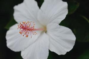primo piano di un fiore di ibisco bianco in fiore foto