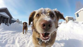 ai generato fisheye ritratto di cane su neve coperto campo, ai generativo foto