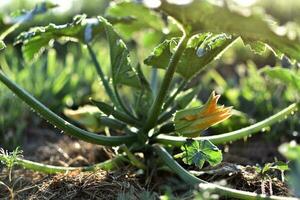 zucchine e suo fiore nel presto estate nel un ecologico giardino, cucurbita pepo foto