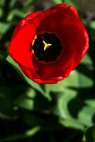 rosso tulipani nel il terra nel un' giardino a primavera foto