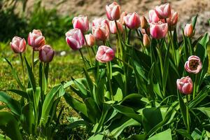rosa tulipani nel il terra nel un' giardino a primavera foto