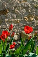 rosso tulipani nel il terra nel un' giardino a primavera foto