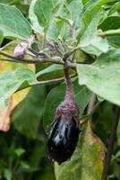 bellissimo poco melanzana su suo pianta nel un ecologico verdura giardino, Solanum melongena foto