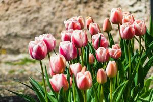 rosa tulipani nel il terra nel un' giardino a primavera foto