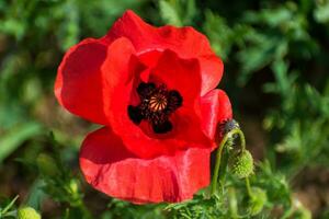 papavero testa a primavera nel un' giardino, papaver rea, Ranunculales foto