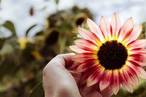 bellissimo girasole hold di un' mano nel un' giardino nel estate, elianto foto