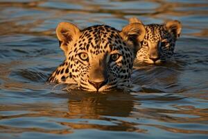 ai generato un' vicino su di un' leopardo nuoto nel un' corpo di acqua. generativo ai foto