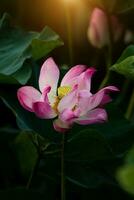 rosa loto fiore siamo fioritura foto