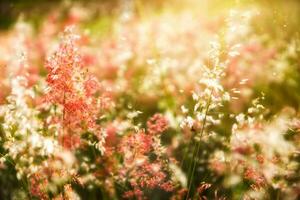 fiore erba con luce del sole. foto