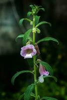 rosa fiore di sesamo pianta. foto