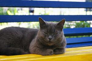 grigio casa gatto seduta a colorato panchina animali domestici. foto