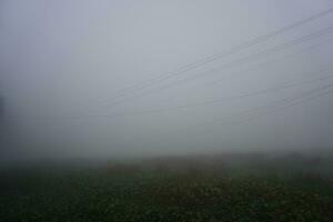 il inumidito segatura condizioni nel il mattina. nebbia pista nel il villaggio mattina nebbia. foto