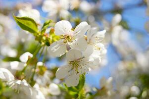 bianca fiori e mini cuffie di un ciliegia albero nel primavera fiore. foto