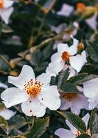 bianca rosa canina fiorire fiore con gocce di pioggia foto. in crescita impianti nel mattina giardino. foto