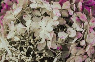 vicino su mattina fucsia nel il giardino foto. davanti Visualizza fotografia con fioritura rosa fucsia. foto