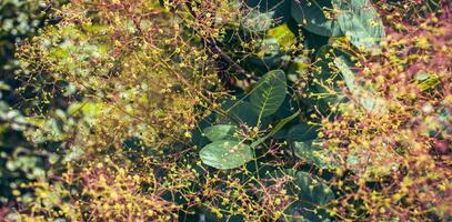 cotinus coggygria fiorire cespuglio foto. reale viola Fumo cespuglio fotografia. foto