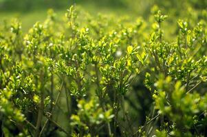 ornamentale verde arbusto nel macro fotografia. naturale sfondo. foto