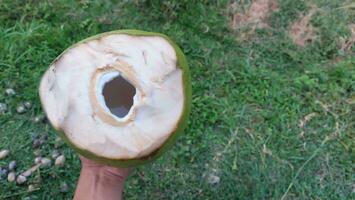 spruzzo di Noce di cocco succo isolato su sfondo.per copia spazio foto