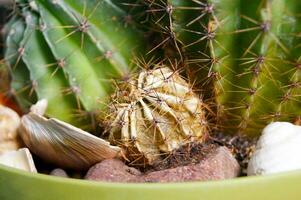 malato poco cactus nel un' pentola con conchiglie. botanica foto