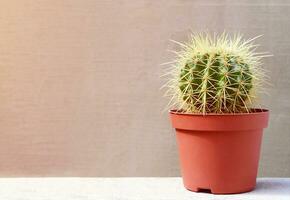 cactus nel un' Marrone pentola su un' grigio calcestruzzo sfondo. foto