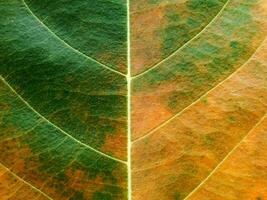 struttura di le foglie quello siamo mutevole colore. foto