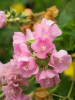 rosa dombeya fiore su albero. foto