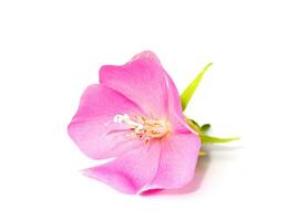 rosa dombeya fiore su bianca terra. foto