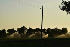 irrigazione sistema nel campo di meloni. irrigazione il campi. spruzzatore foto